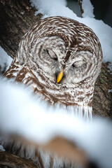 Baird Owl
