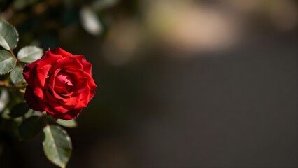 Naklejka premium Romantic Red Rose with Soft Natural Lighting and Wide Right-Side Copy Space for Elegant Commercial Visuals