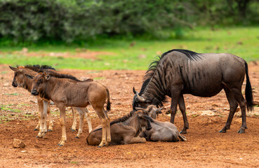 Young sentinels guard their brethren.