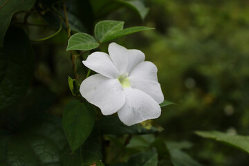 white thunbergia fragrans flowers.