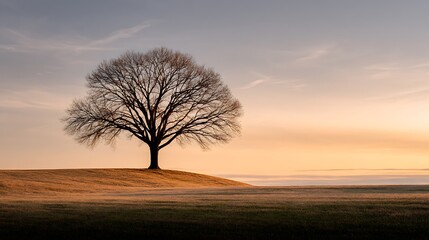 Obraz premium A majestic, bare tree is centered on a grassy hill, bathed in the warm glow of a soft, hazy sunrise or sunset, with a serene and tranquil atmosphere