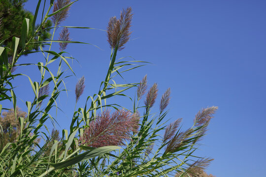 Close-up of a giant reed plant (Arundo donax) against a blue sky with copy space
