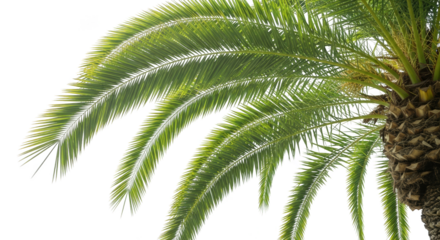 Palm fronds stretching into blackness