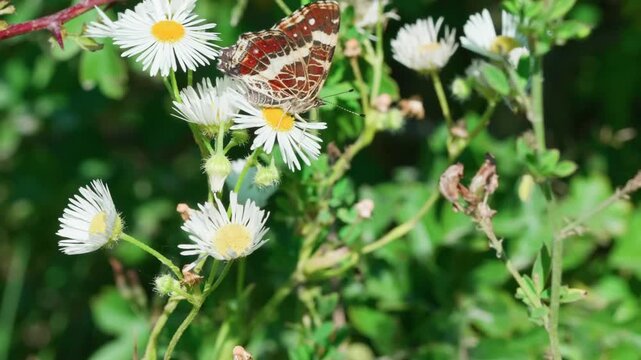 The butterfly Araschnia levana sits on a fleabane flower. The wind gently sways the flower on which the insect perches. Green stems surround it. The butterfly makes slight movements. Close-up shot 