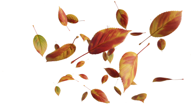 Falling autumn leaves isolated on transparent background create a scene