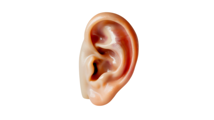 Closeup of a human ear isolated on transparent background