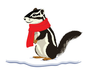 Cute Striped Animal like a Skunk or Chipmunk Wearing a Warm Red Scarf Standing on Snow Isolated on White