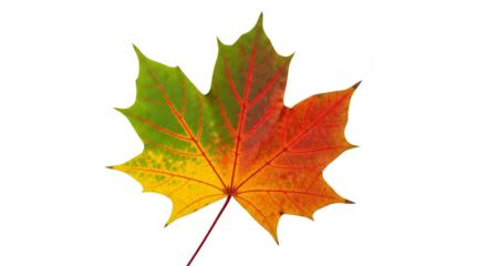 Vibrant maple leaf transitioning through autumn colors