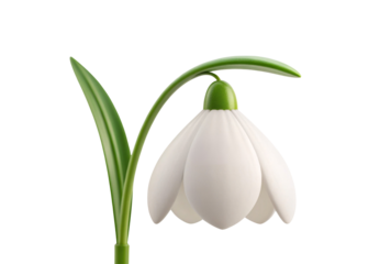 Delicate white snowdrop flower with green stem and leaves hanging downward, isolated on a transparent background
