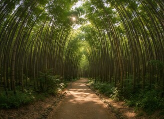 Serene bamboo forest path bathed in dappled sunlight, offering a tranquil escape and natural beauty for peaceful contemplation