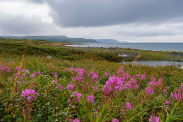 Fototapeta premium Russia, Murmansk Oblast, Rybachy Peninsula. Barents Sea coast. August 2025