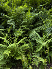 green fern leaves in the forest