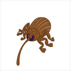 Acorn nut weevil (Curculio nucum) © WA Design Studio