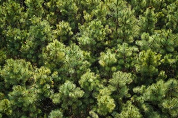 Naklejka premium A thick grove of green pine trees fills the scene, showcasing their varied heights and textures under soft, filtered sunlight in a serene forest atmosphere