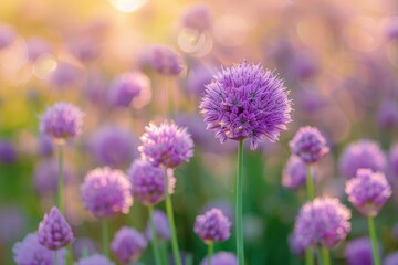 Fototapeta premium Purple chives bloom beautifully under the warm glow of a sunset, creating a serene scene with delicate flowers dancing in the light
