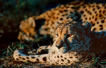 Cheetah portrait © Raphael