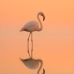 Obraz premium A minimalist shot of a flamingo standing in shallow, still water against a soft gradient background of orange and pink