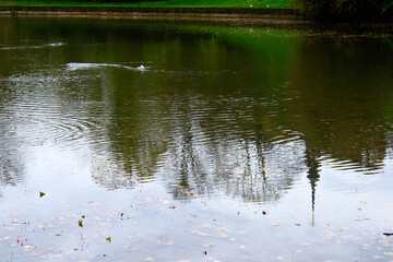 Lake, autumn park