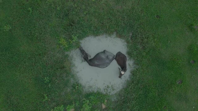 Aerial view of two elephants wallowing in a muddy pool, surrounded by lush green grass, a serene moment captured from above, Paresar, Gilan Province, Iran.