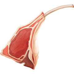 Raw Lamb Chop With Bone And Marbling On White Background With Transparent Background