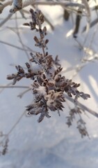 snow covered branches of the bush