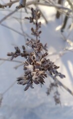 branches of the bush in winter