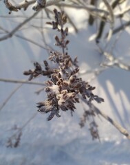 snow covered branches
