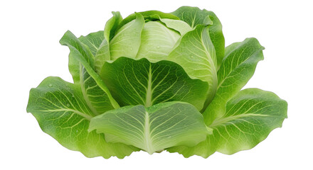 Fresh Green Cabbage Vegetable Isolated on Transparent Background with Water Droplets Reflecting Light