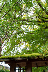 鎌倉25115　報国寺10　銀杏＆苔