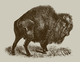 Vintage engraving of powerful american bison standing in grass