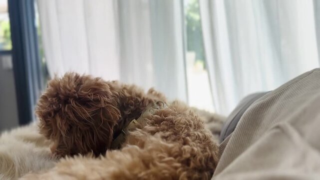 Puppy Scratching Head on Cozy Bed &ndash; Cute Home Video