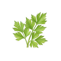 Fresh Green Parsley Leaves with Water Droplets Isolated on Black Background Healthy Herb Ingredient for Cooking and Seasoning