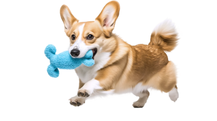 Cheerful Puppy with Toy on White Background