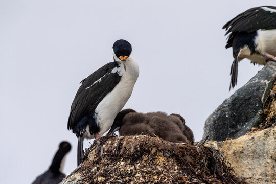 Close-up of an Antarctic Shag -Leucocarbo bransfieldensis- nest with adults taking care of their chicks, near Fish Islands, on the Antarctic Peninsula - Powered by Adobe