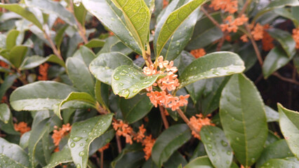 A close up of vibrant orange osmanthus flowers with fresh water drops on green leaves
