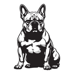 Cute brown and white French Bulldog puppy sitting in a studio portrait, isolated on white