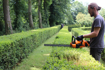 Fototapeta premium Man using electric hedge trimmer to shape green bushes in garden during sunset light