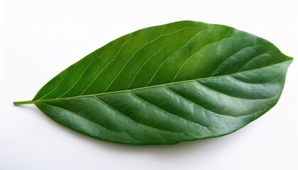 Obraz premium Natural Green Leaves White Background