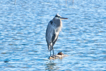 Blue Heron