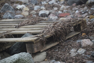 Triebgut - Strandszenen im Herbst von Treib- und Triebgut