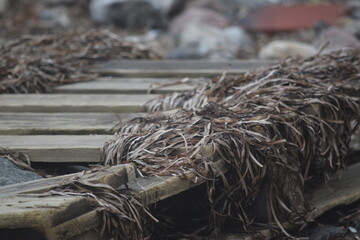 Triebgut - Strandszenen im Herbst von Treib- und Triebgut