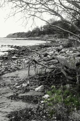 Triebgut - Strandszenen im Herbst von Treib- und Triebgut