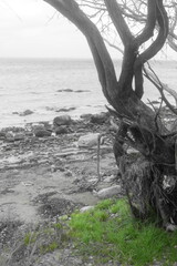 Triebgut - Strandszenen im Herbst von Treib- und Triebgut