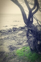 Triebgut - Strandszenen im Herbst von Treib- und Triebgut