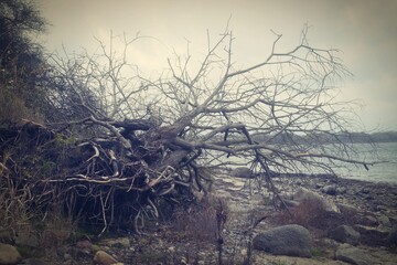 Triebgut - Strandszenen im Herbst von Treib- und Triebgut