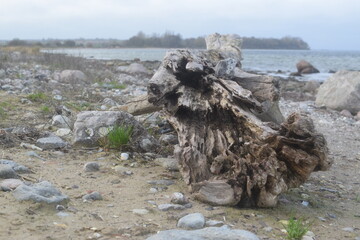 Triebgut - Strandszenen im Herbst von Treib- und Triebgut