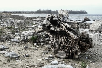 Triebgut - Strandszenen im Herbst von Treib- und Triebgut