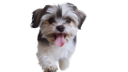 Happy Dog Tongue Out