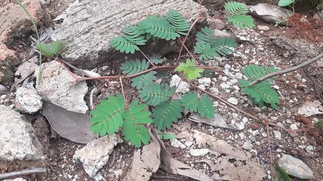 Sensitive plant Mimosa pudica rapidly closes its leaves as a response to touch