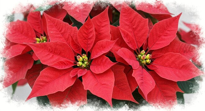 Closeup of vibrant red poinsettia flowers with green leaves and a soft, textured border